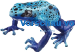 Blauer Frosch von Jan - Vorschaubild von Jan